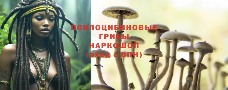 Галлюциногенные грибы MAGIC MUSHROOMS  где продают   Буйнакск 