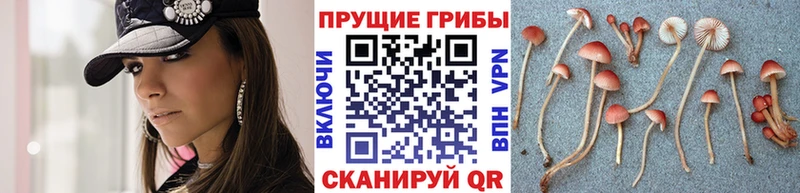 цены   Буйнакск  Галлюциногенные грибы мицелий 