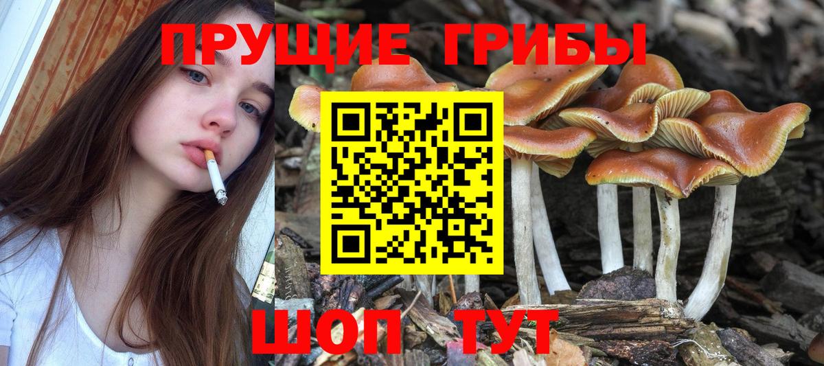 Псилоцибиновые грибы GOLDEN TEACHER  Галлюциногенные грибы Cubensis  Буйнакск  купить  сайты  Вход с VPN 